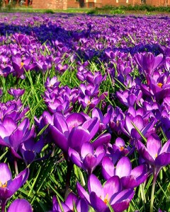 Nijmegen voorjaar - spring.jpg